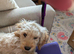 Male cockapoo