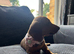 3 female dachshund puppies