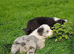 Bearded Collie Puppies