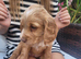 Last 4 gorgeous litter of golden cocker spaniel puppies