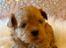 Stunning Asian Shihpoo puppies