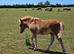 Registered shetland colt foal
