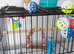 Beautiful talking boy budgie