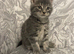 Grey Tabby Maine Coon /Ragdoll Cross Female