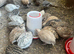 Jumbo Coturnix Quails chicks