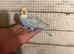Budgies for sale