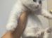 Health-Tested Pedigree Siberian & Neva Masquerade Kittens