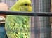 10 week old baby budgies