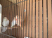 Red Mosaic Canaries