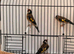 2 male goldfinches fit and healthy