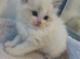European Ragdolls