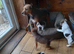 Jack Russell puppies
