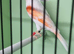 Red mosaic cock