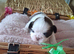 Kc registered shih tzu