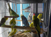 Tame Cockatiels