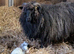 6 x Ewes