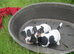 jack russell pups
