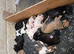 Lurcher puppies