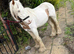 Gelded cob