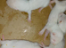 ferret kits