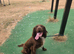 Cocker spaniel