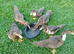 Muscovy Ducks for sale