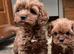 Cavapoo boy