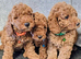 F1 B COCKAPOO PUPPIES