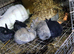 Newzealand cross lop baby bunnies