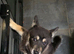 3 beautiful female merle chowskis for sale