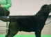 THESE 2 GORGEOUS CHUNKY SHOW BLACK LABRADOR BOY PUPPIES (PICTURED) ARE LOOKING FOR A LOVING FAMILY HOME .