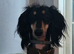 Saluki rehome