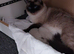 Lovely little girl ragdoll kitten.