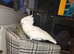 3 year old female cockatoo