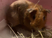 12 week old skinny werewolf boar for sale