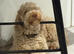 Beautiful young Cockapoo female seeking a loving home.