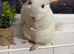 Chinchilla for rehome