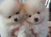 Show quality Pomeranian pups