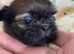 imperial karisishi dobie shih tzus
