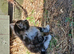 Beautiful kittens