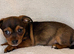 Last Girl Jack Russell x Terrier