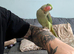 Alexandrine Parrot - 6 months with cage