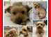 STOLEN DOG