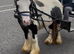 DOLLAR &ndash; RIDE & DRIVE   3-year-old Cob Stallion | 10.2hh