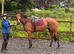 8 year old mare 16,2
