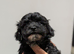 Toy Poodle x Maltese F1 pups