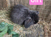 Beautiful Mini lop babies