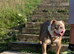 Old English bulldog