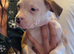 American bulldog *ready to go*