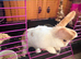 Female rabbit
